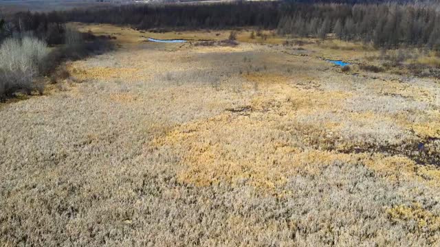 Drone footage of a large tamarack swamp. Mavic Air 2.