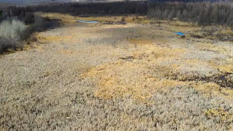 Drone footage of a large tamarack swamp. Mavic Air 2.