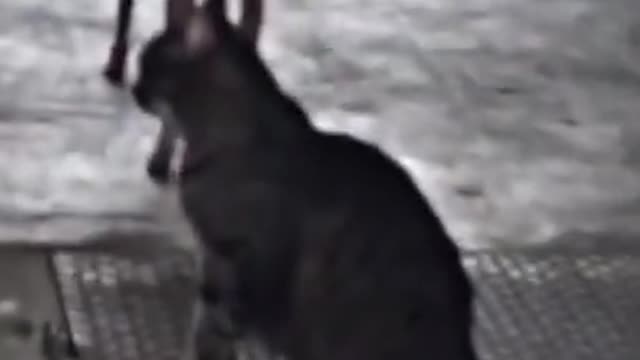 Funny Videos __ Funny cat and dog __ funny dog dance __ #shorts #tiktok (1)