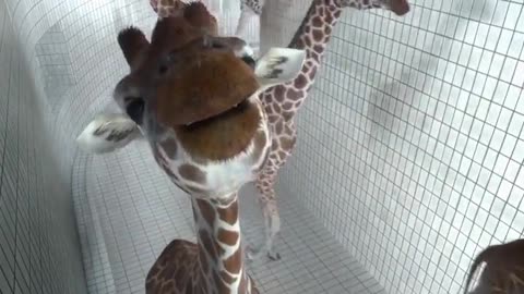 Giraffe are just like us