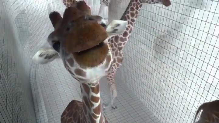 Giraffe are just like us