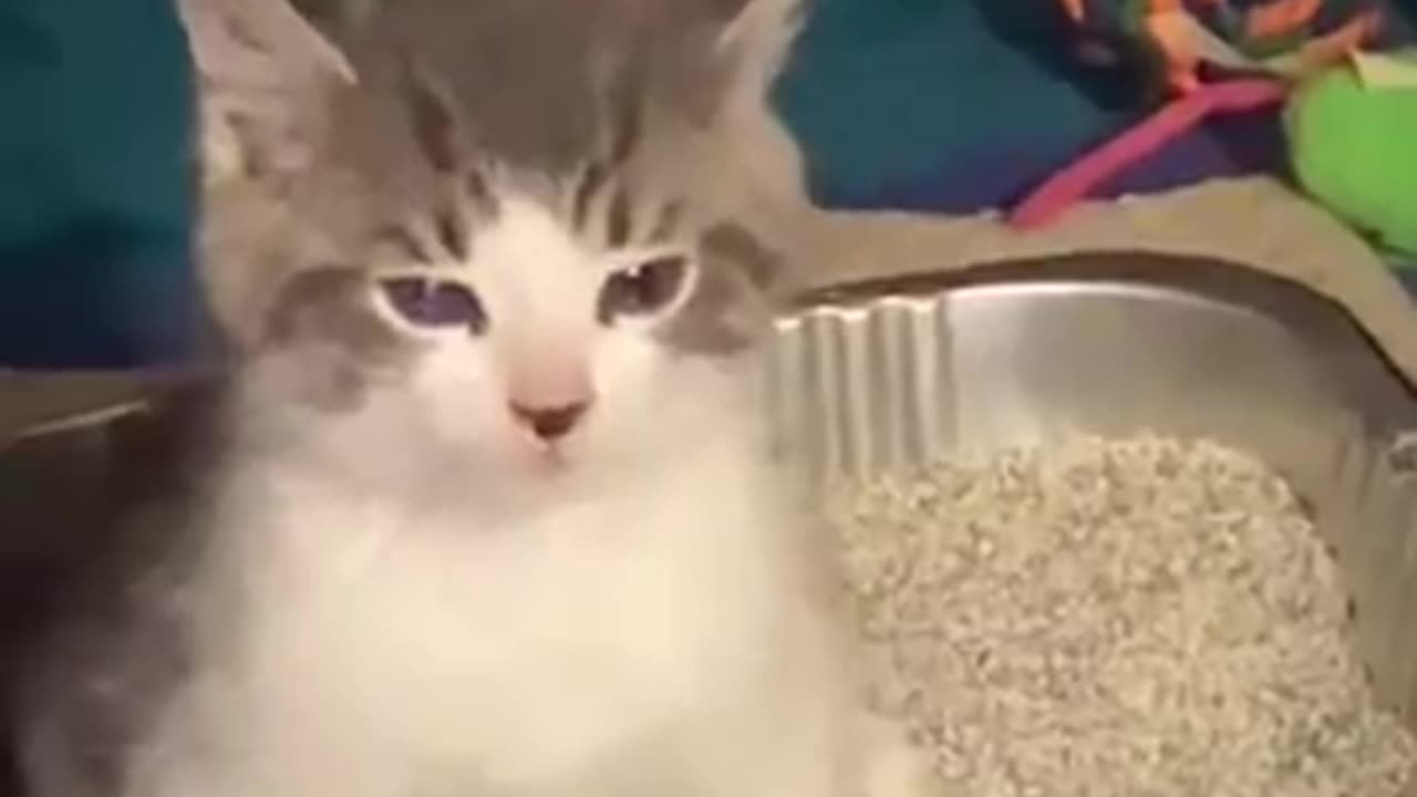 Funny animals videos 😹😹😺😻😻#funnyvideo #funnyanumals #funnymeme#entertainment