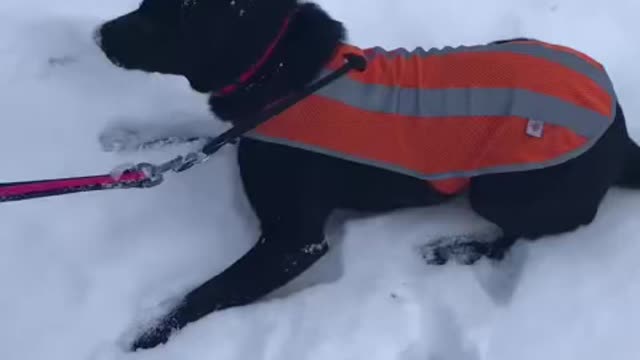 Bailey love to play around in the snow