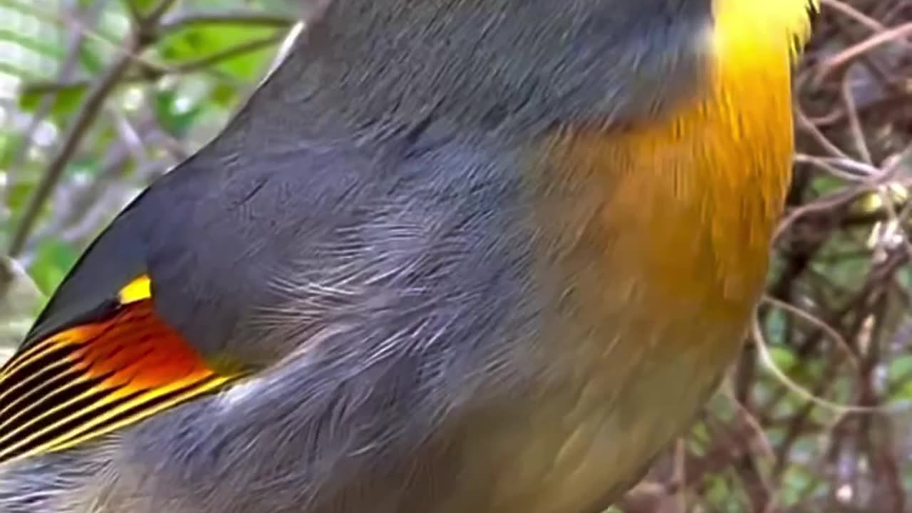 chinese nightingale sounds - pekin robin singing | birds