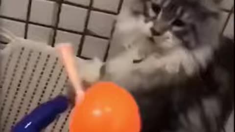 Baby Cat, Funny videos ever, Funniest Animals