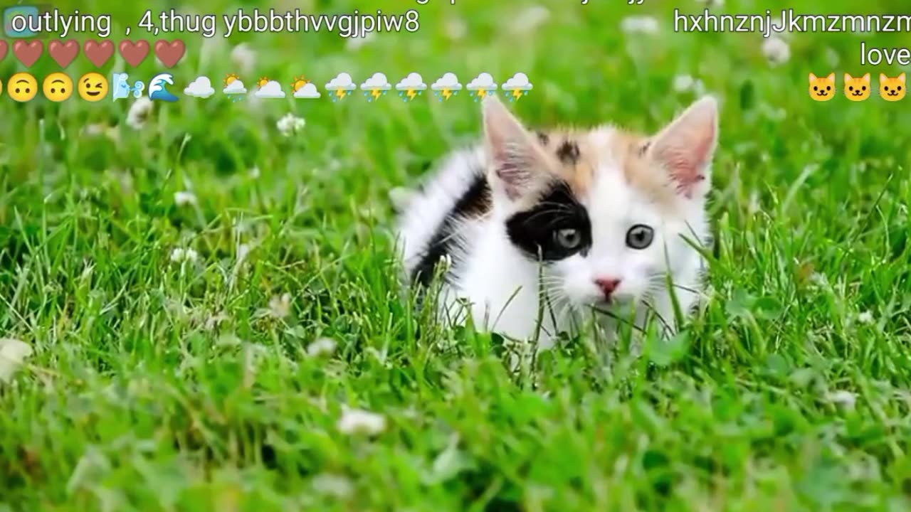 Funny cat video