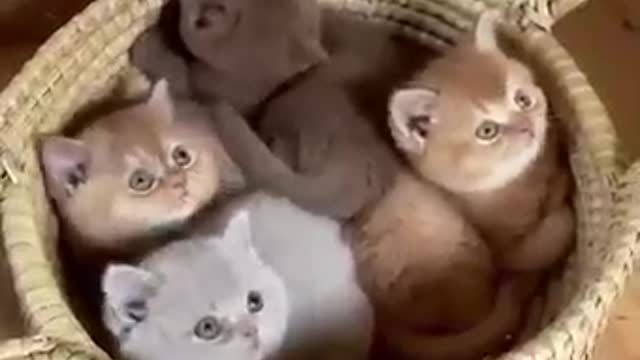 Kittens