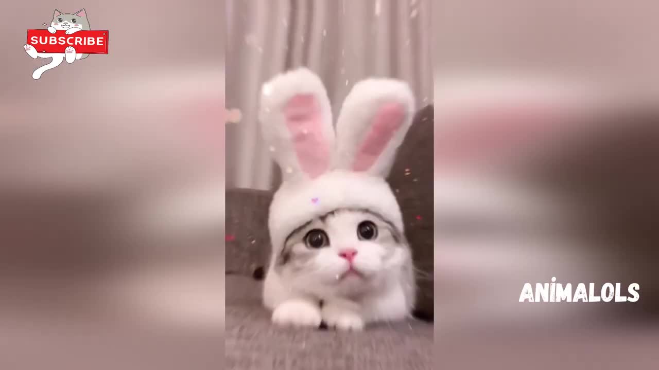 Funny and cute cats tiktok mashup