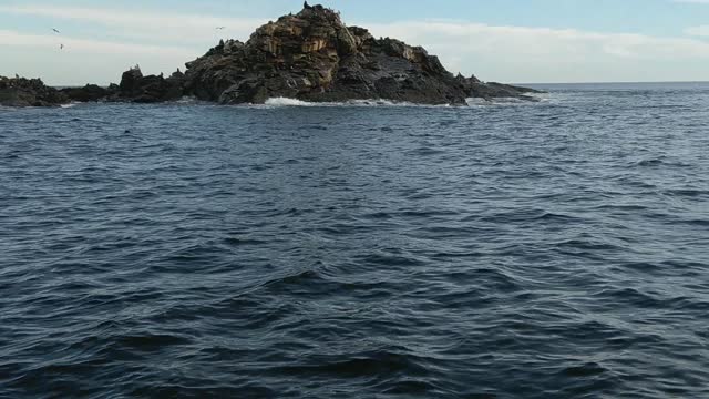 Great White Shark Attacks Fishing Boat