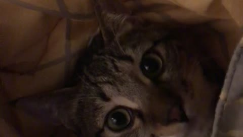 SLEEPY Cat in the blanket!!!