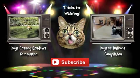 Funny Cats 2023