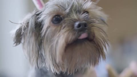 Grooming a little dog in pet grooming