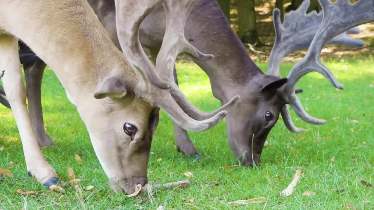 animals short video