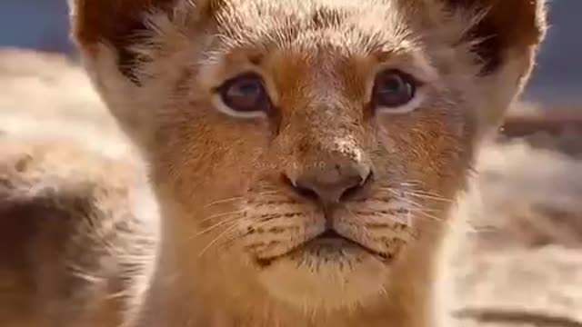 Animals short videos Lion baby videos RAHAMA channel viral videos