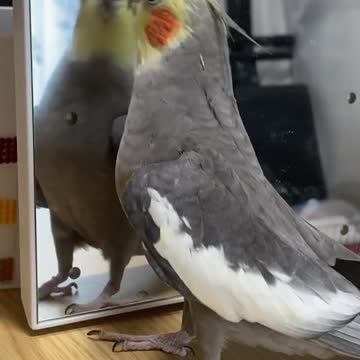 Cocktail bird sings in front of the mirror and makes funny and wonderful moves