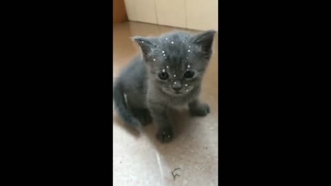 Cute cat getting up and drinking milk video