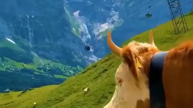 Happy cow in switzerland