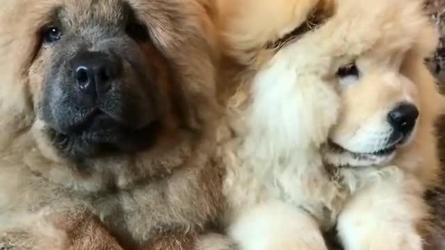 funny puppies and cute puppies