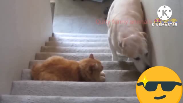 Dogs and cats funny acting😂😅😂😅.