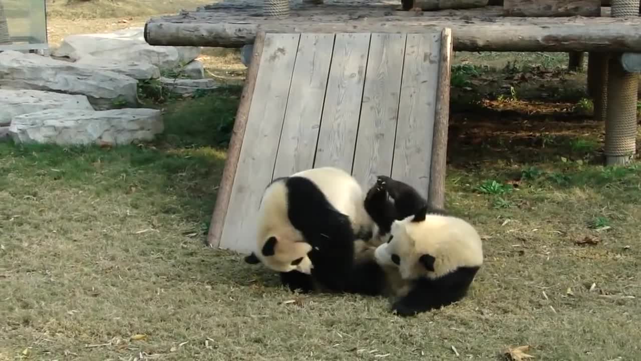 Funny and cute pandas. Kung Fu Panda.