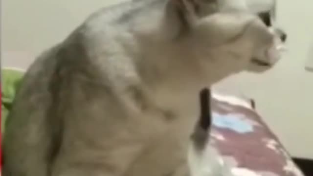 Cat Feels Annoyed (Funny)