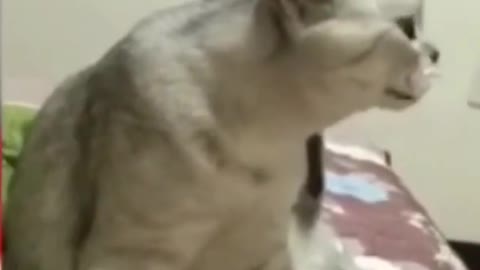 Cat Feels Annoyed (Funny)