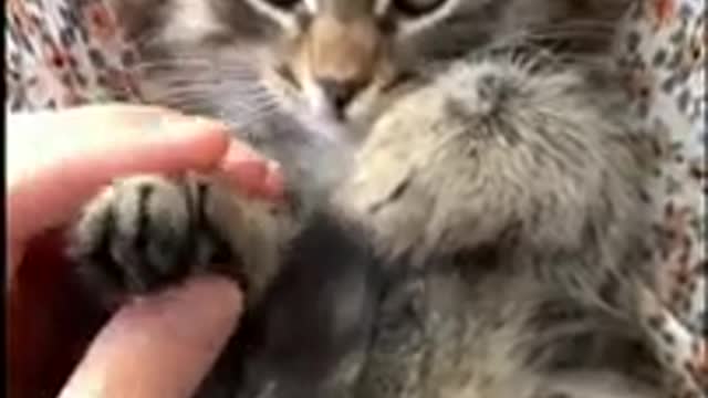 Aww Cute Baby Cats _hearts_ Best Funny Cat Videos 2021