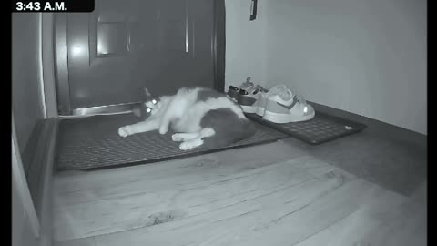 The camera records the cat's nocturnal activities Pt4