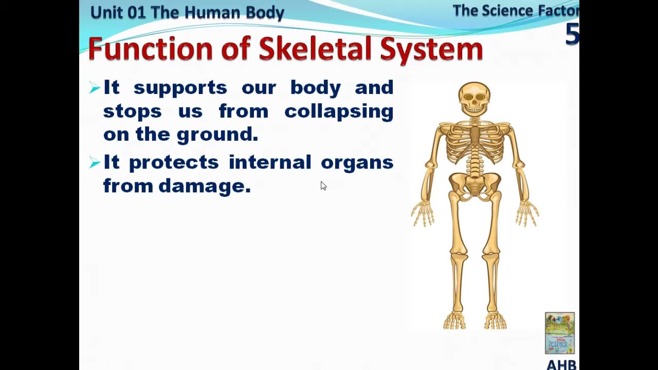 Skeletal System of Human Body