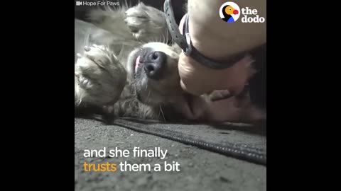 Scared Golden Retriever Slowly Starts To Trust Rescuers | The Dodo