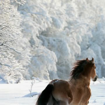 Stunning Images Of Animals In Their Natural Element