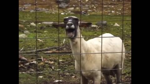 Screaming goats, extremly funny