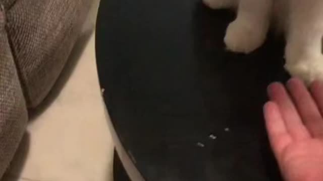 Sleepy cat does handshake