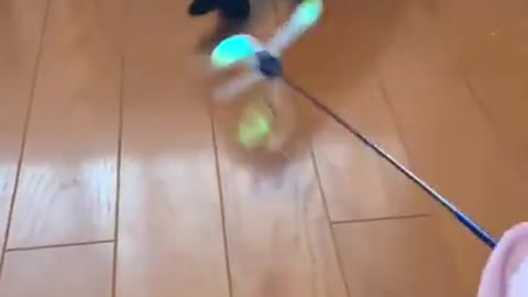 Annoying Human Annoy The Cat
