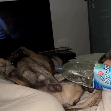 Never try it with your pet