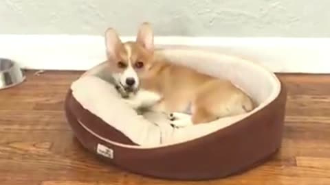 Corgi plays hard with his doll