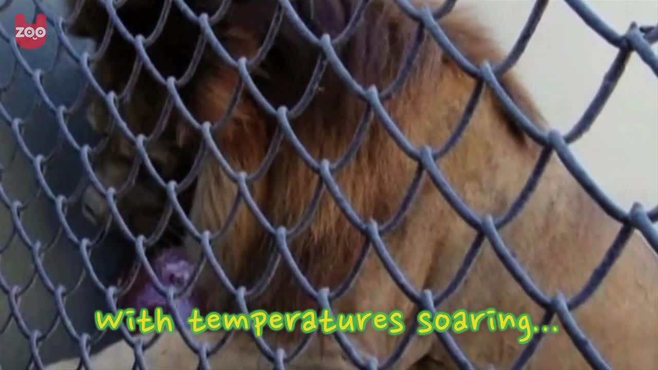 Icy Treats Delight Animals In Rio
