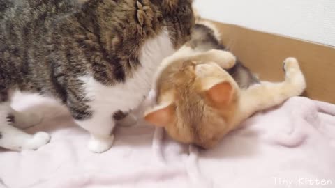 Kitten Kiki is going to bury her face in mother cat's stomach