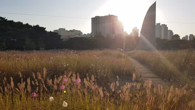 Cosmos swaying in the autumn sunset and wind