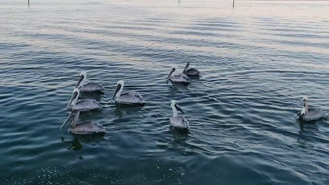 BIRDS: PELICAN PARTY w MUSIC #Birds #Swimming #Chill