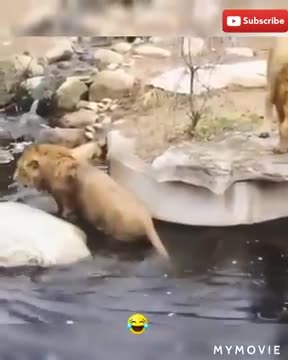Watch the lion fall into the water