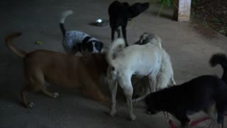 La vuelta a México rescatando perros, una historia de Edgardo Zuñiga
