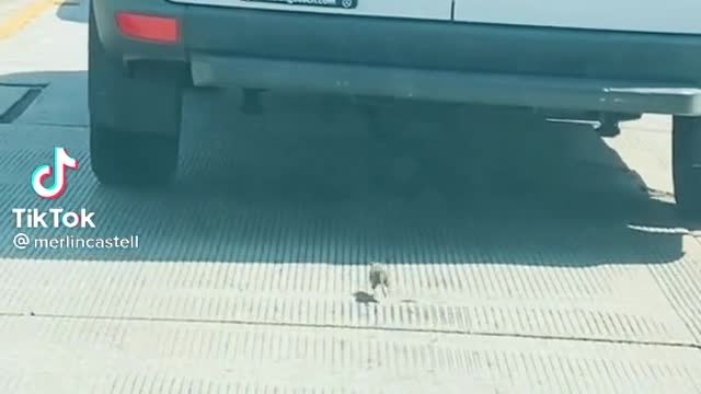 Mouse follows a van, why do you think he follows it?