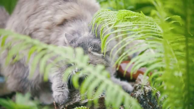 Cat running in the grass, in the garden, summer day