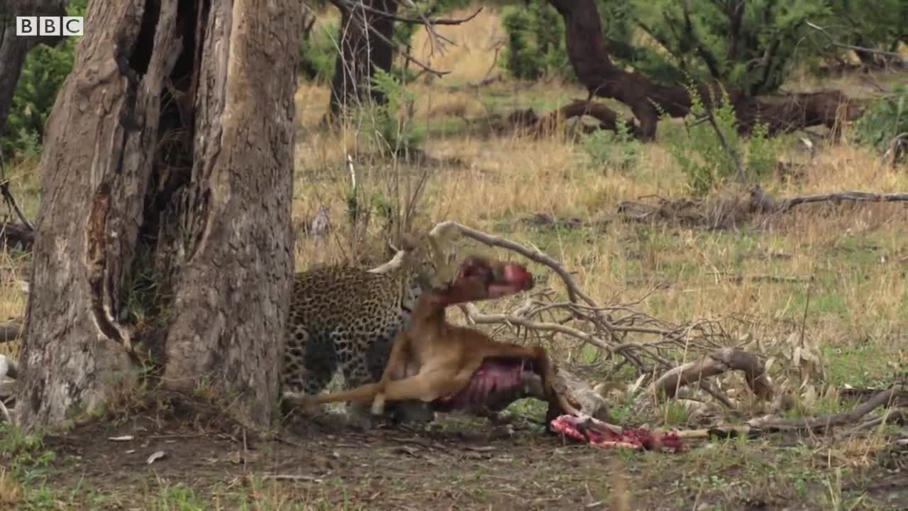 Wild Dogs Attempt to Steal Leopard Families' Meal | BBC Earth