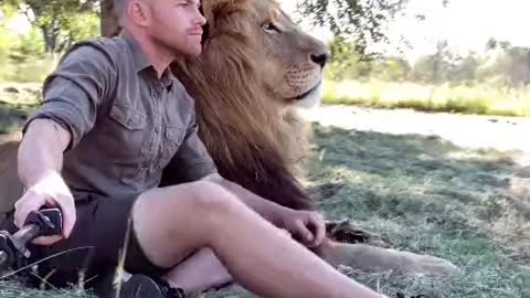 watch this lion with his daddy