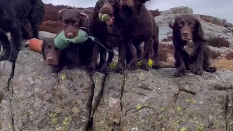 Cute Dog Video!