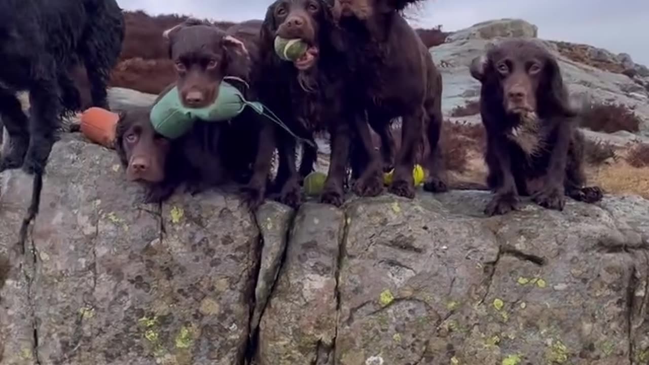 Cute Dog Video!