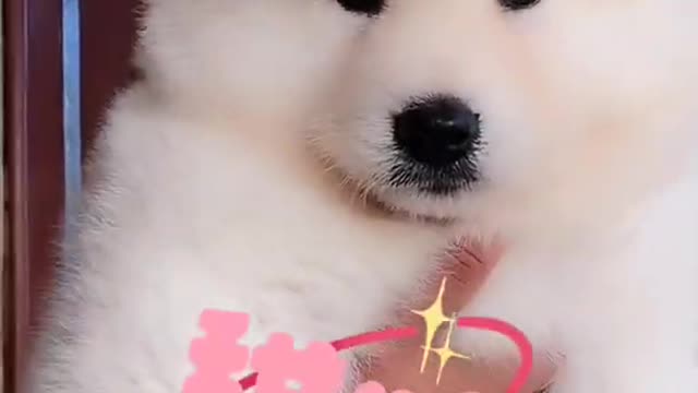 Funniest and Cutest Puppies, Funny Puppy Video