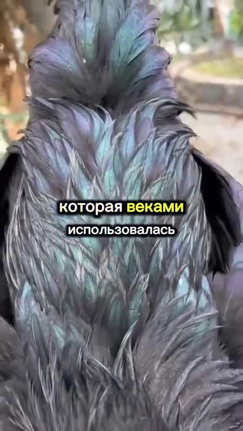 5 САМЫХ ДОРОГИХ ВИДОВ МЯСА В МИРЕ